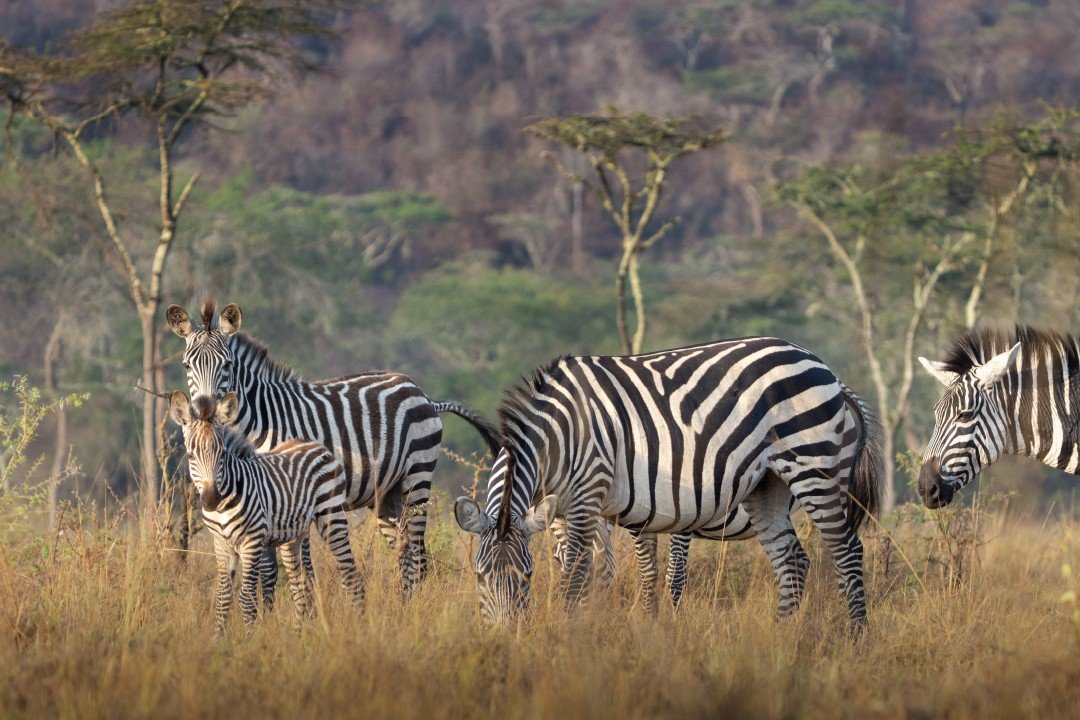 طيران ناس يطلق رحلات مباشرة بين جدة وعنتيبي اعتبارًا من 24 مارس 